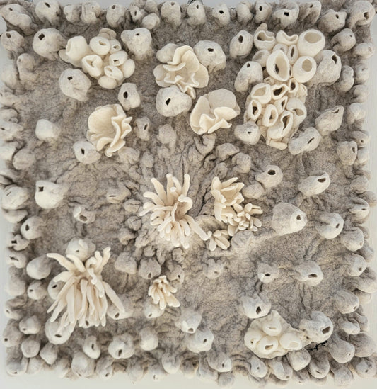 Lophelia (Barnacle Series)