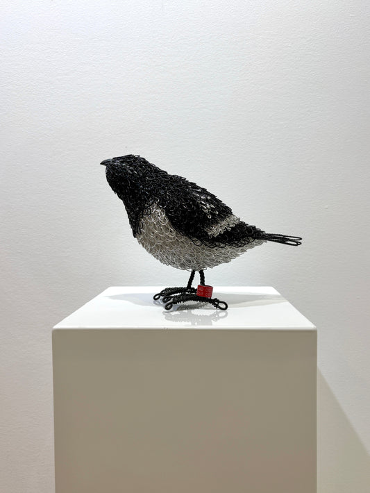 Douglas (Dovekie, aka Little Auk)