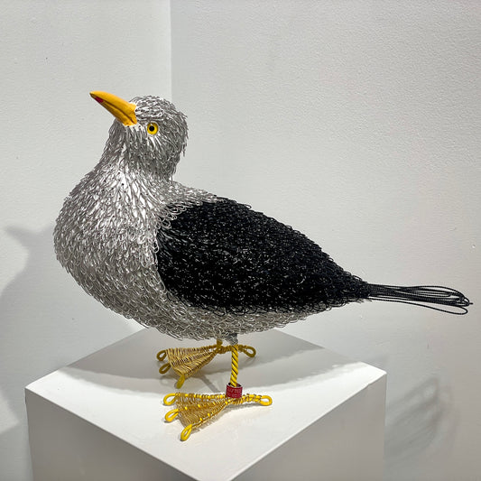 Georgie (Great Black Backed Gull)