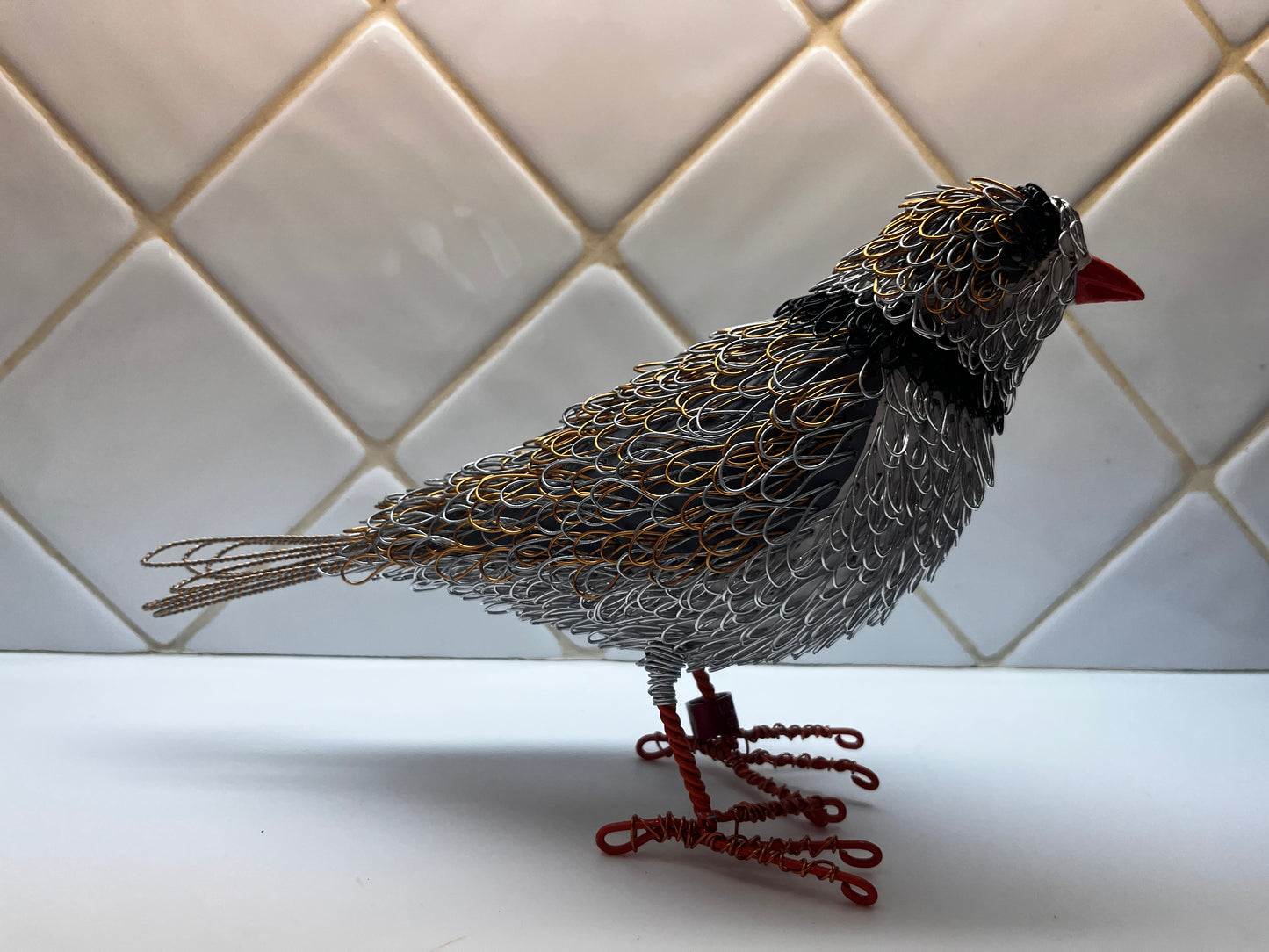 Sasha (Piping Plover)