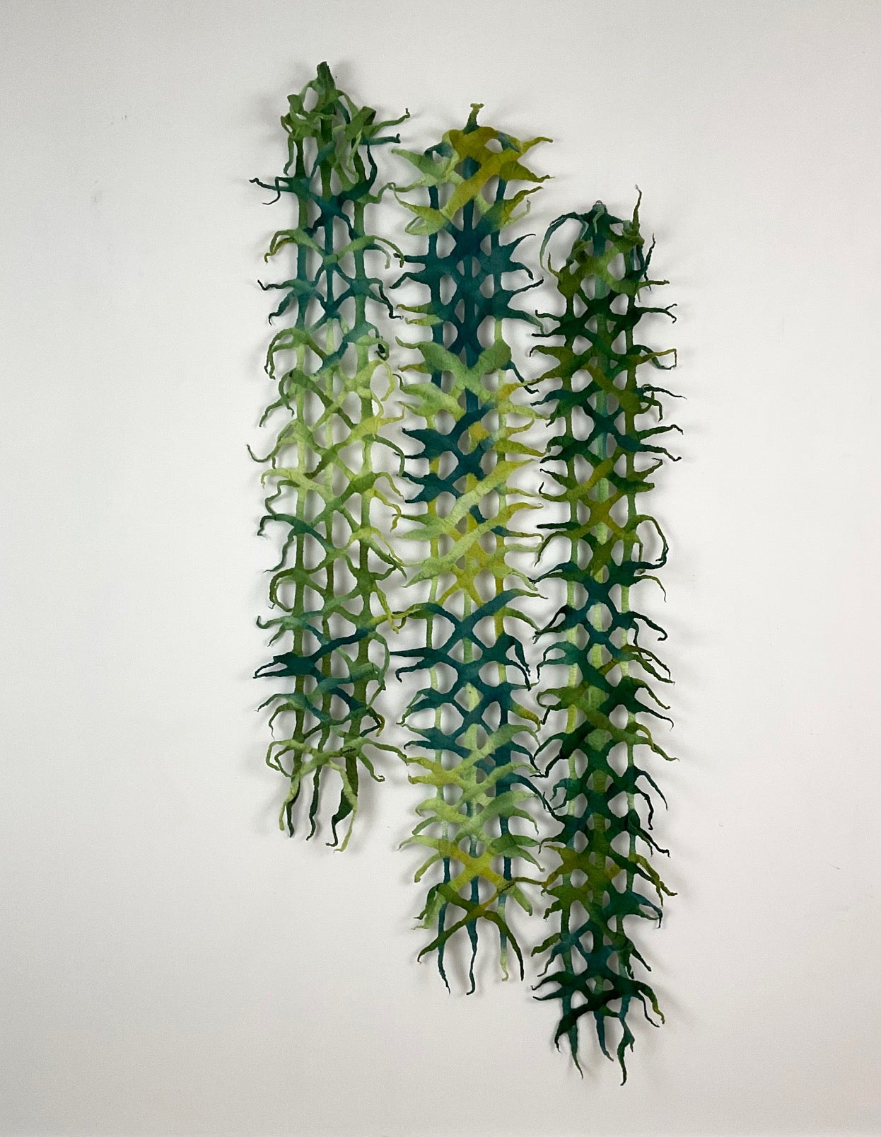 Kelp