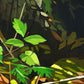 Stump Hollow