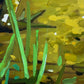 Mud Frog