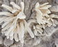 Lophelia (Barnacle Series)