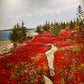 Granite Trail, Herring Cove, NS