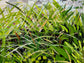 Crystal Crescent Beach Grass