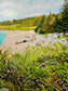 Crystal Crescent Beach Grass