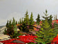 Granite Trail, Herring Cove, NS