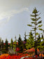 Granite Trail, Herring Cove, NS