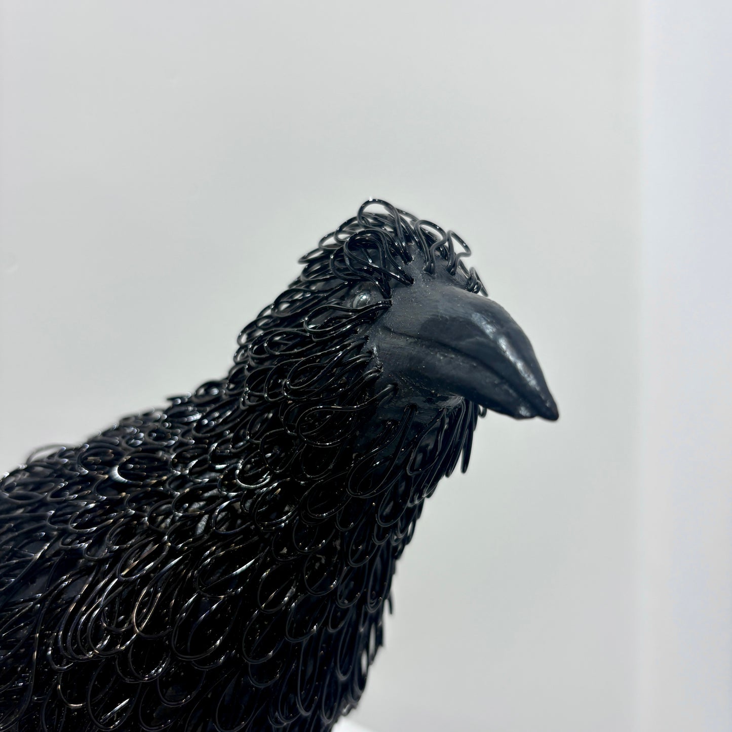 Curious (Crow)