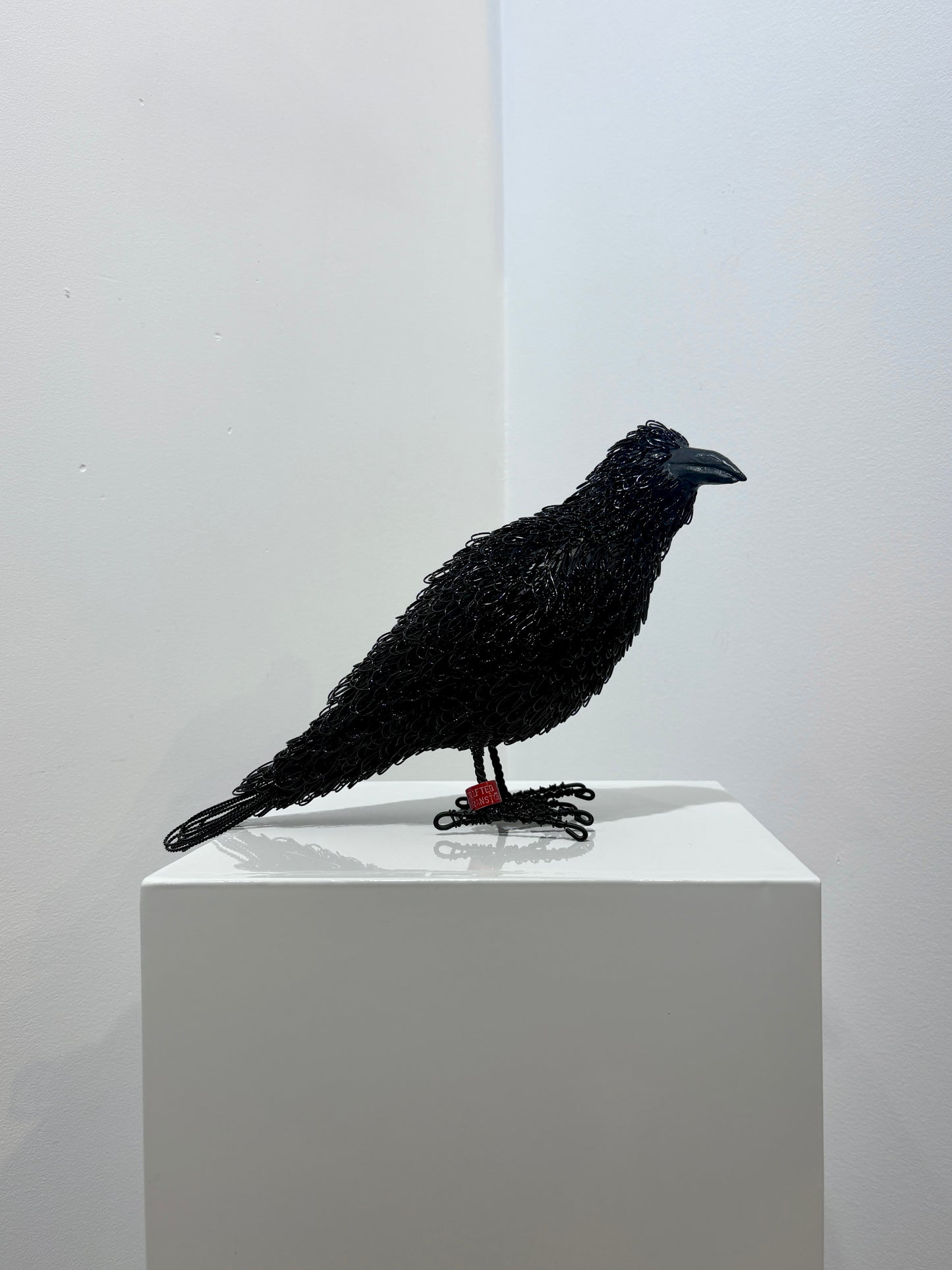 Curious (Crow)