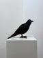 Curious (Crow)