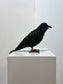 Storyteller (Crow)