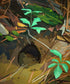 Critter Home