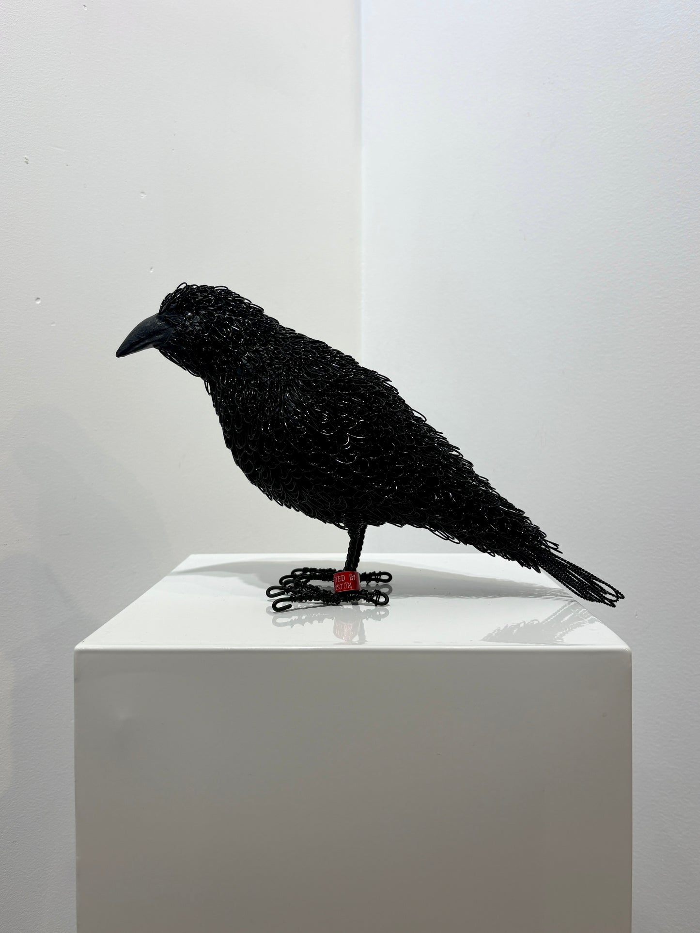 Cyrious Black (Crow)