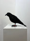 Cyrious Black (Crow)