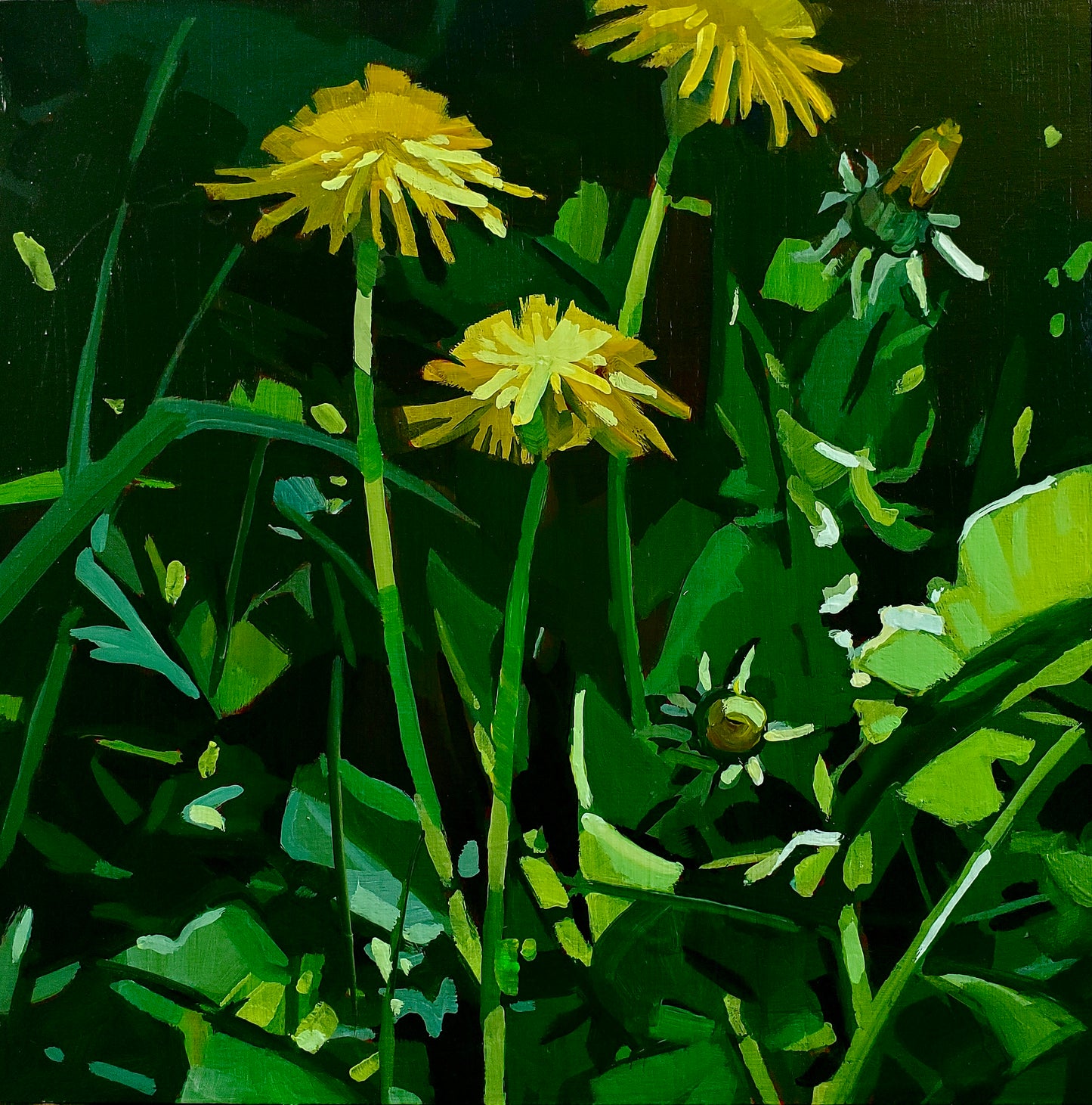 Dandelions