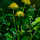 Dandelions