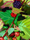 Blackberry Study