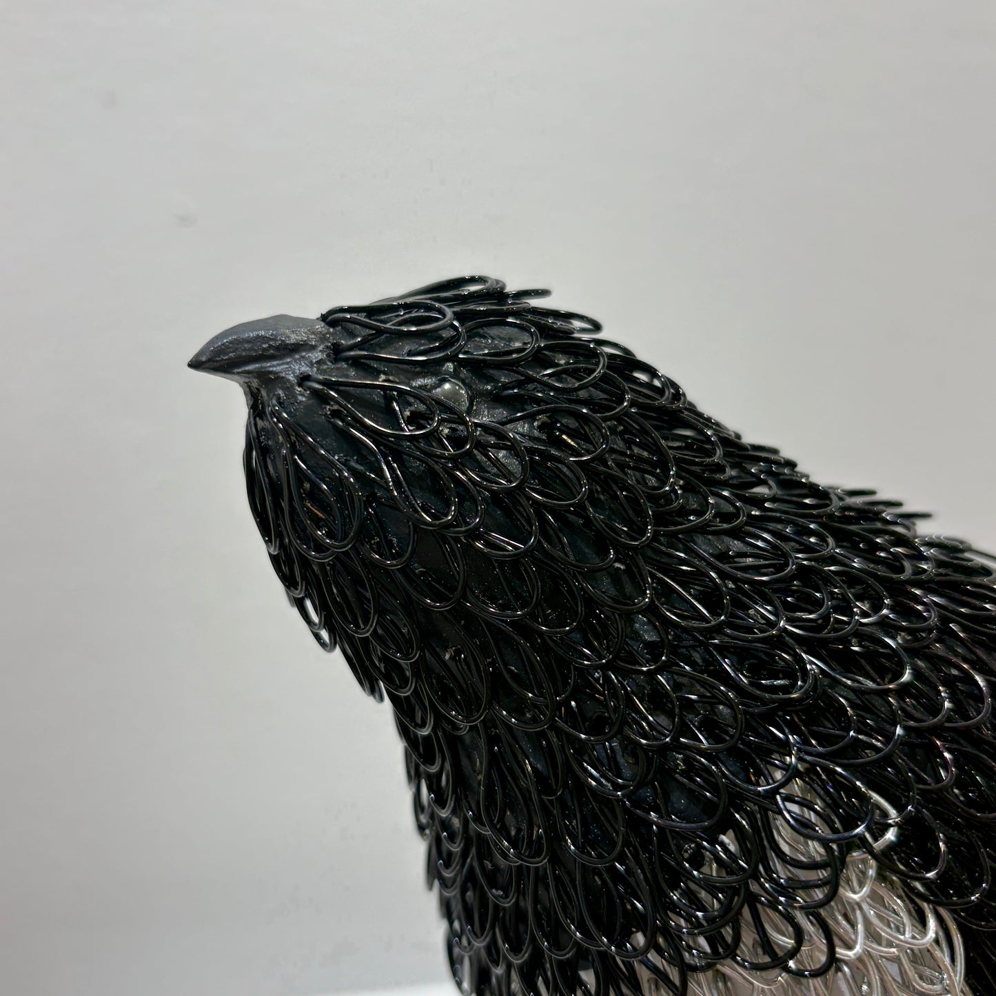 Douglas (Dovekie, aka Little Auk)