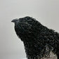 Douglas (Dovekie, aka Little Auk)