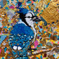 Colourful Bluejay