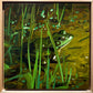 Mud Frog