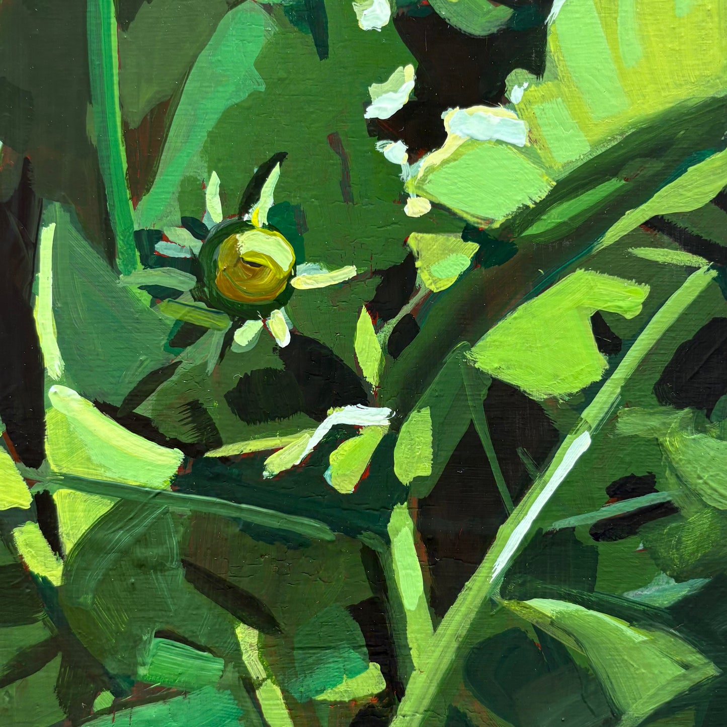 Dandelions