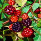 Blackberry Study