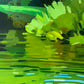 Pond Cannonball
