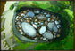 Rock Pocket