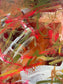 Scribbled Red