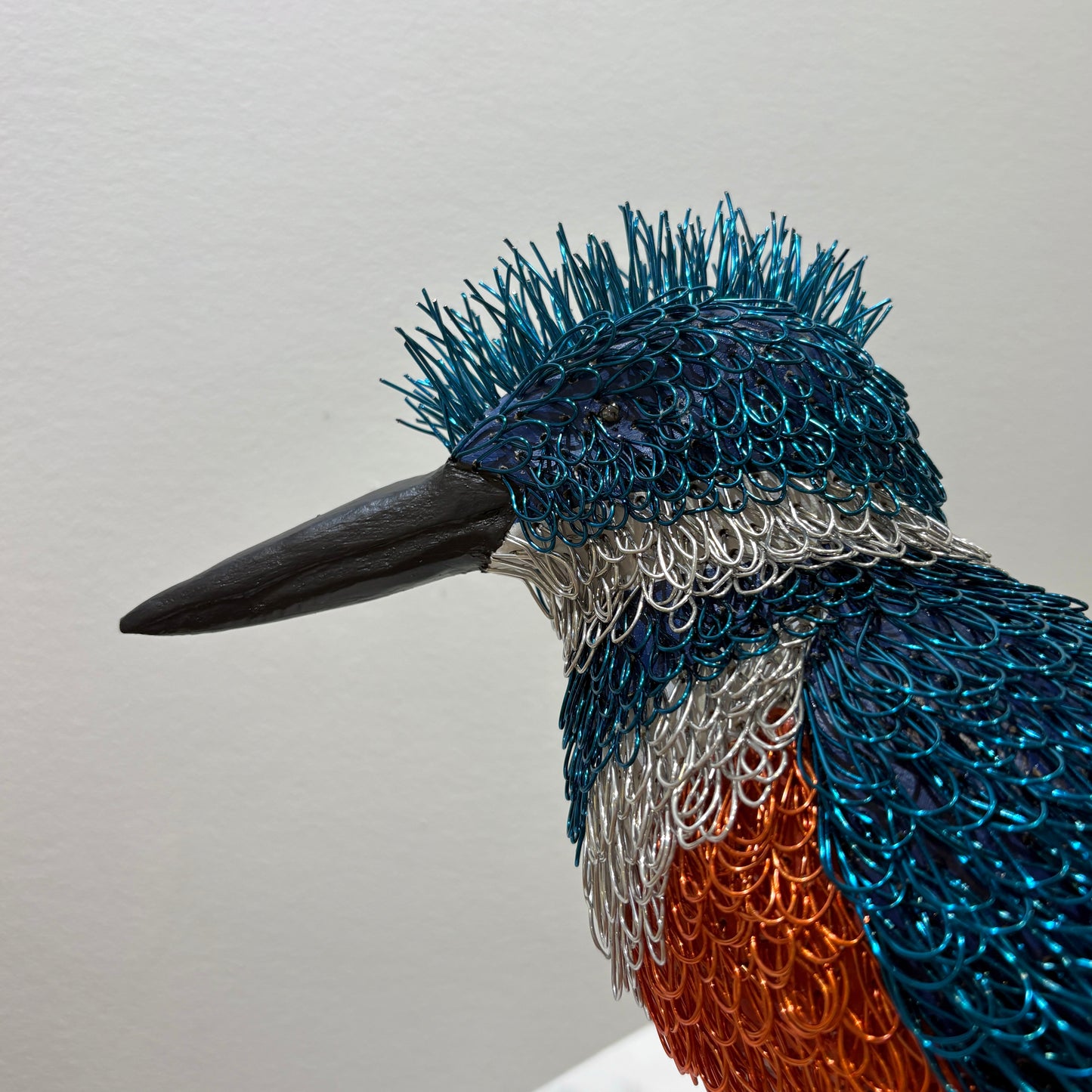 Kennedy (Belted Kingfisher)