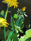 Dandelions