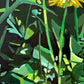 Dandelions