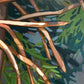 Climbing Tree