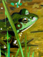 Mud Frog