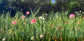 Colourfield