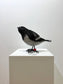 Douglas (Dovekie, aka Little Auk)