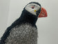 Sealia (Atlantic Puffin)