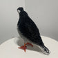 Neil (Puffin)