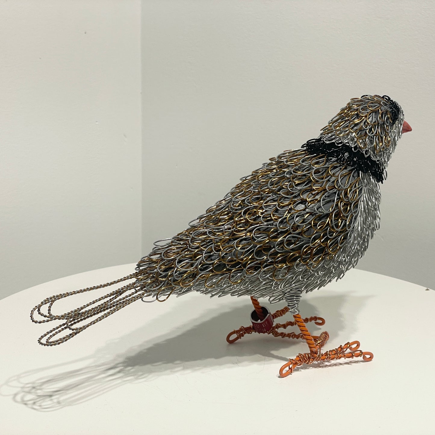 Sasha (Piping Plover)
