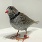 Sasha (Piping Plover)
