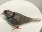 Sasha (Piping Plover)