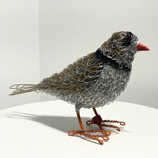Sasha (Piping Plover)