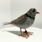 Sasha (Piping Plover)