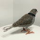 Sasha (Piping Plover)