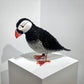 Phillip (Puffin)