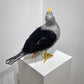 Georgie (Great Black Backed Gull)