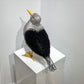 Georgie (Great Black Backed Gull)